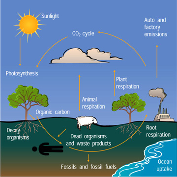 Carbon Cycle