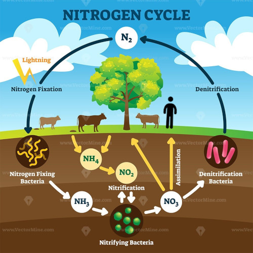 Nitrogen Cycle
